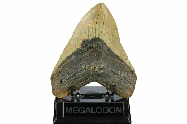 Fossil Megalodon Tooth - North Carolina #172585